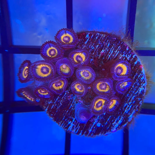 OG Wolverine Zoas