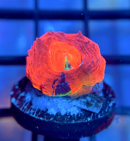 ASD Master Blaster Bower