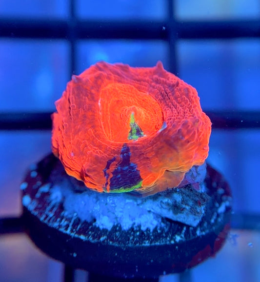 ASD Master Blaster Bower