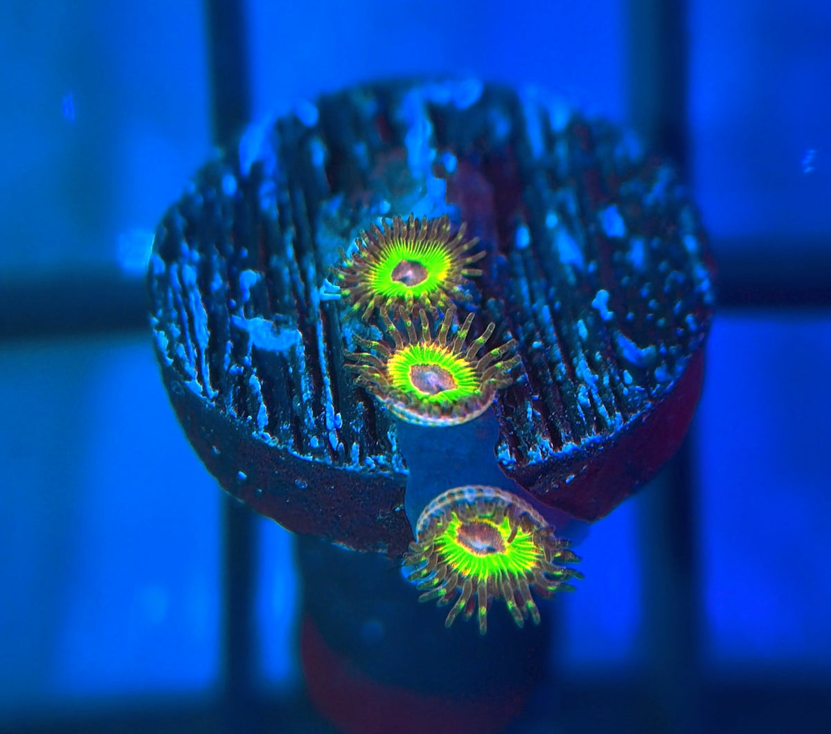 Luigi's Mansion Zoa