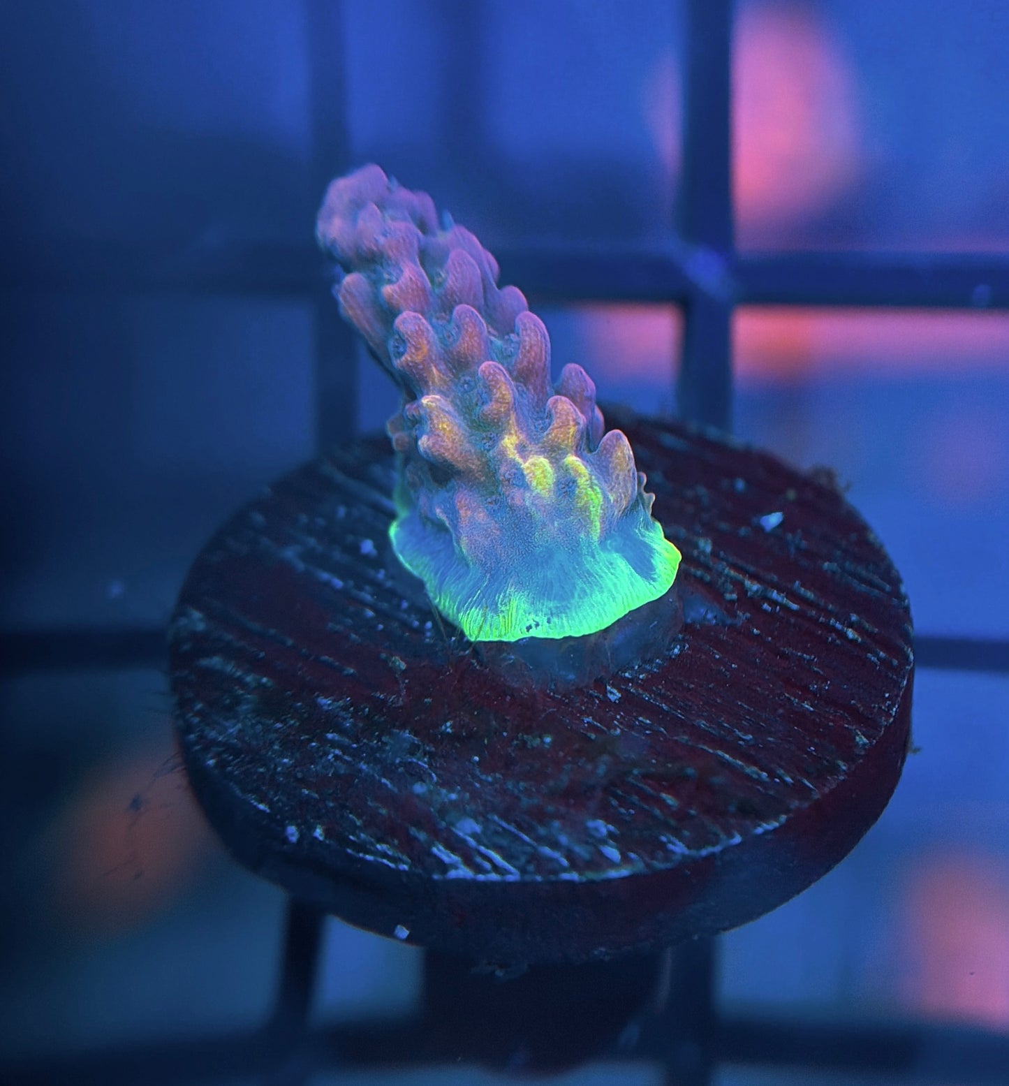 POTO Side Chick Acro