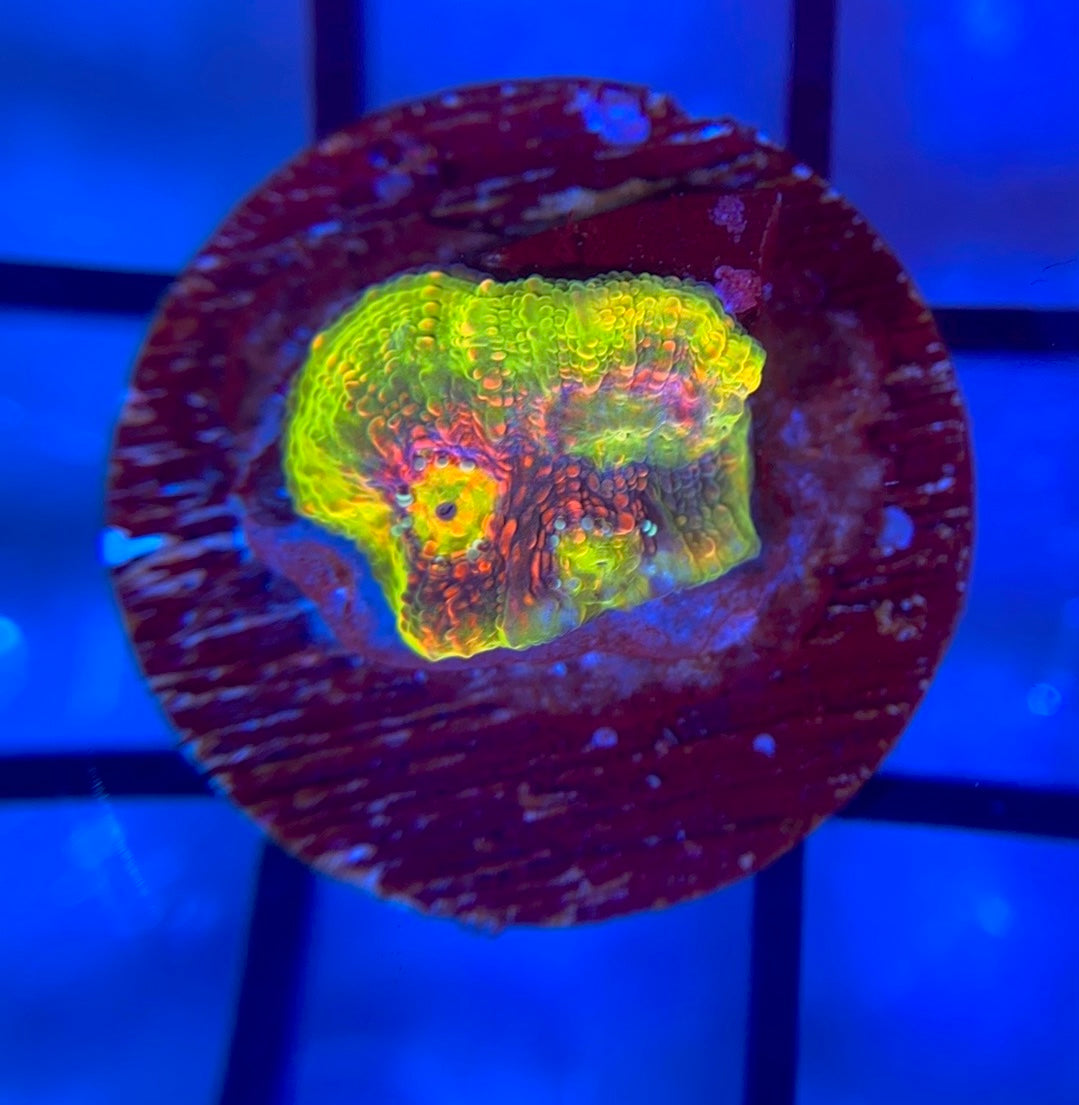 Hyper Watermelon Chalice