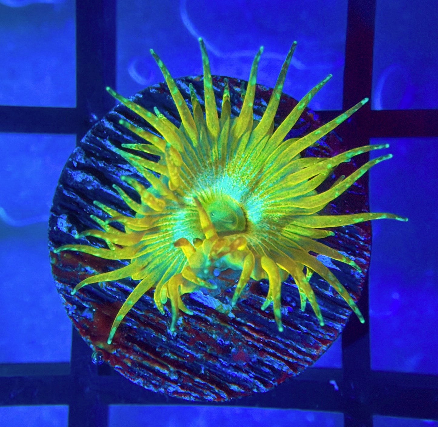 Yellow Glitter Palyzoa
