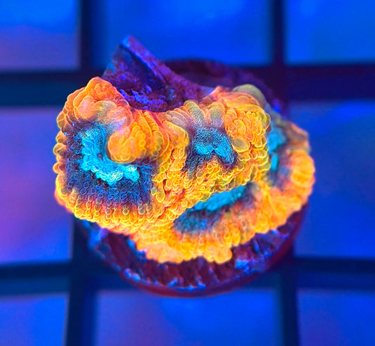 Favia of the Gods