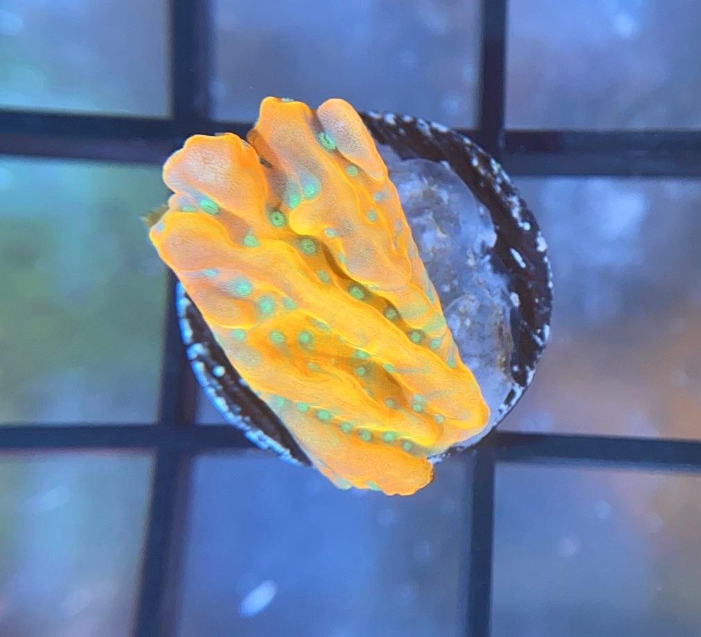 Voodoo Corals Juicy Fruit Montipora