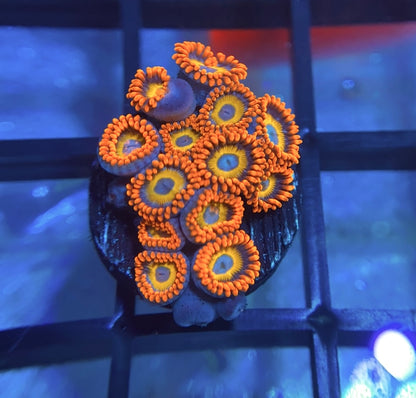 Blue Eyed Blonde Zoas