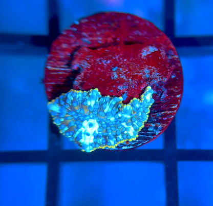 Poseidon Discosoma