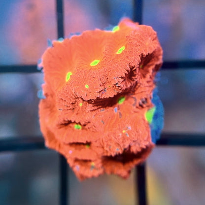 War Coral Favia