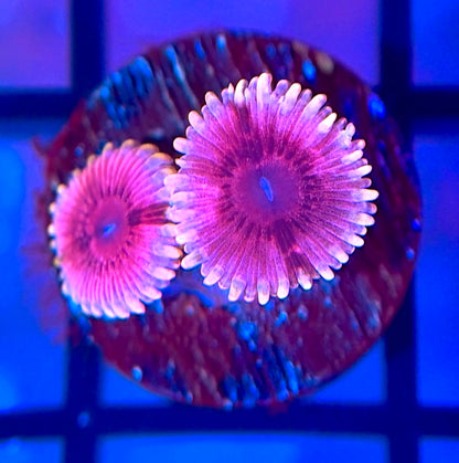Black Widow Zoas