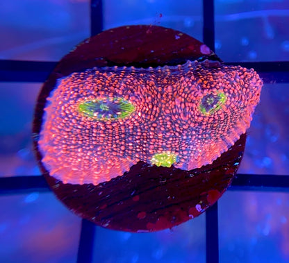 WWC Pink Boobies Chalice