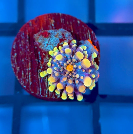 Doughgirl Bounce Mushroom