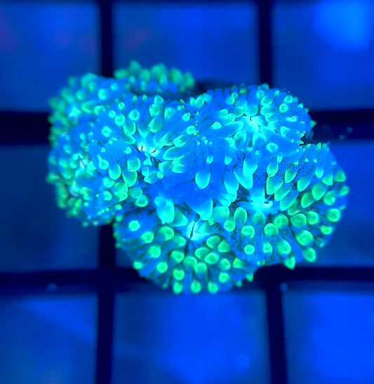 ReefGen Project-X Plate