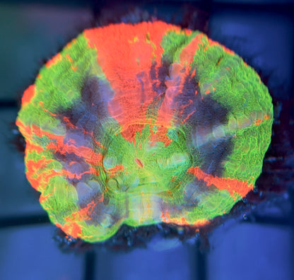 Aquacultured Master Scolymia
