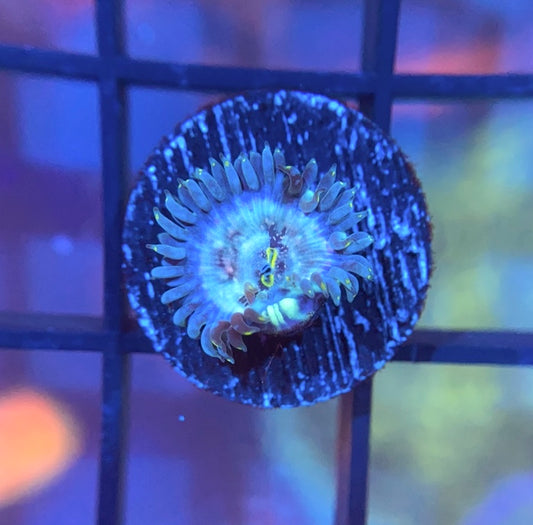 YETI Zoas