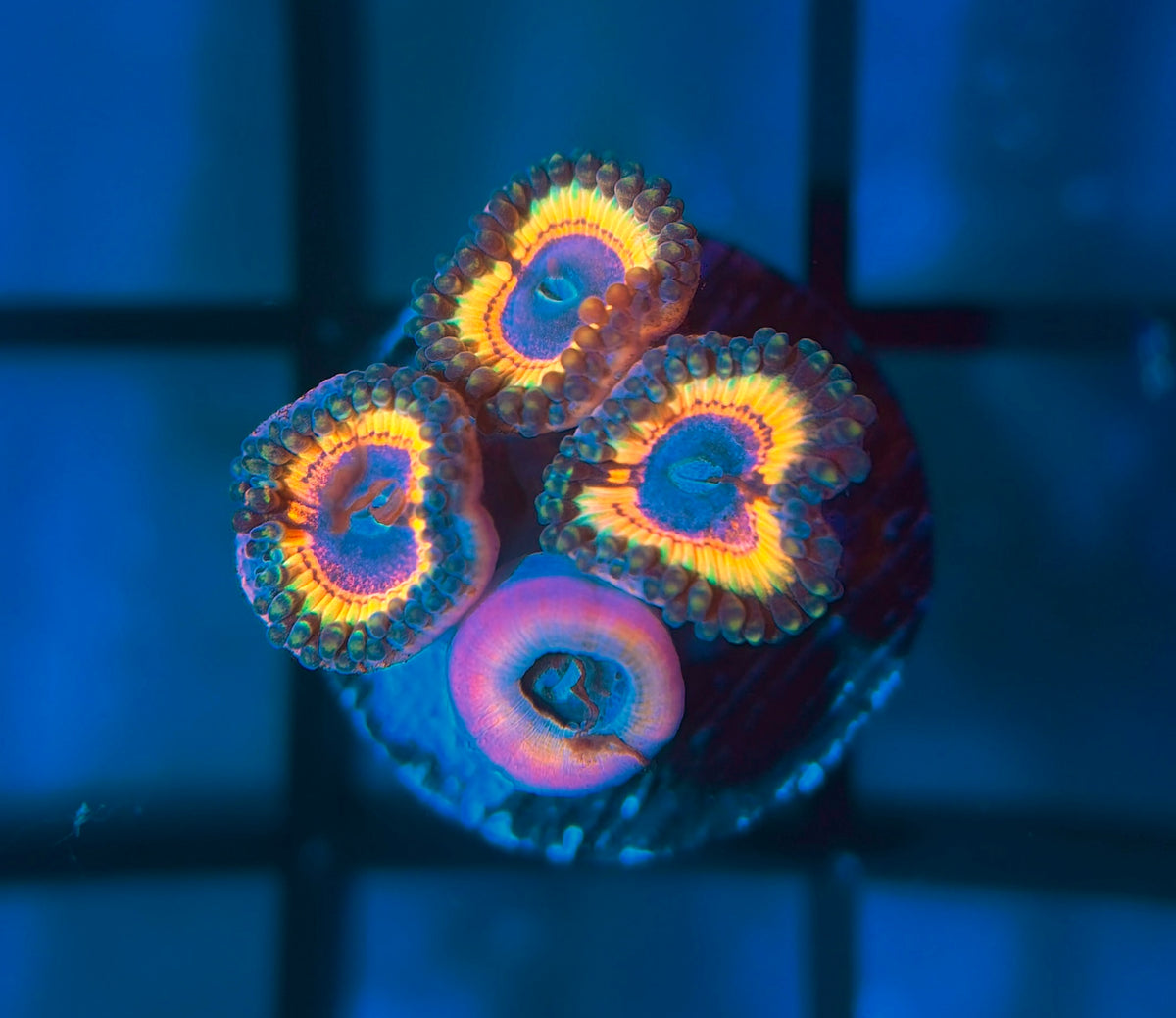 Gravefire Zoas