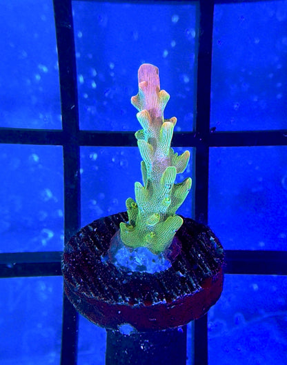 ARC Master Yoda Acro