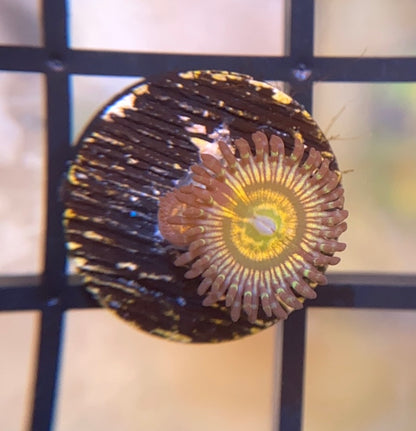 Sunny D Zoas