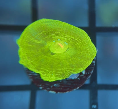 Bleeding Apple Bower