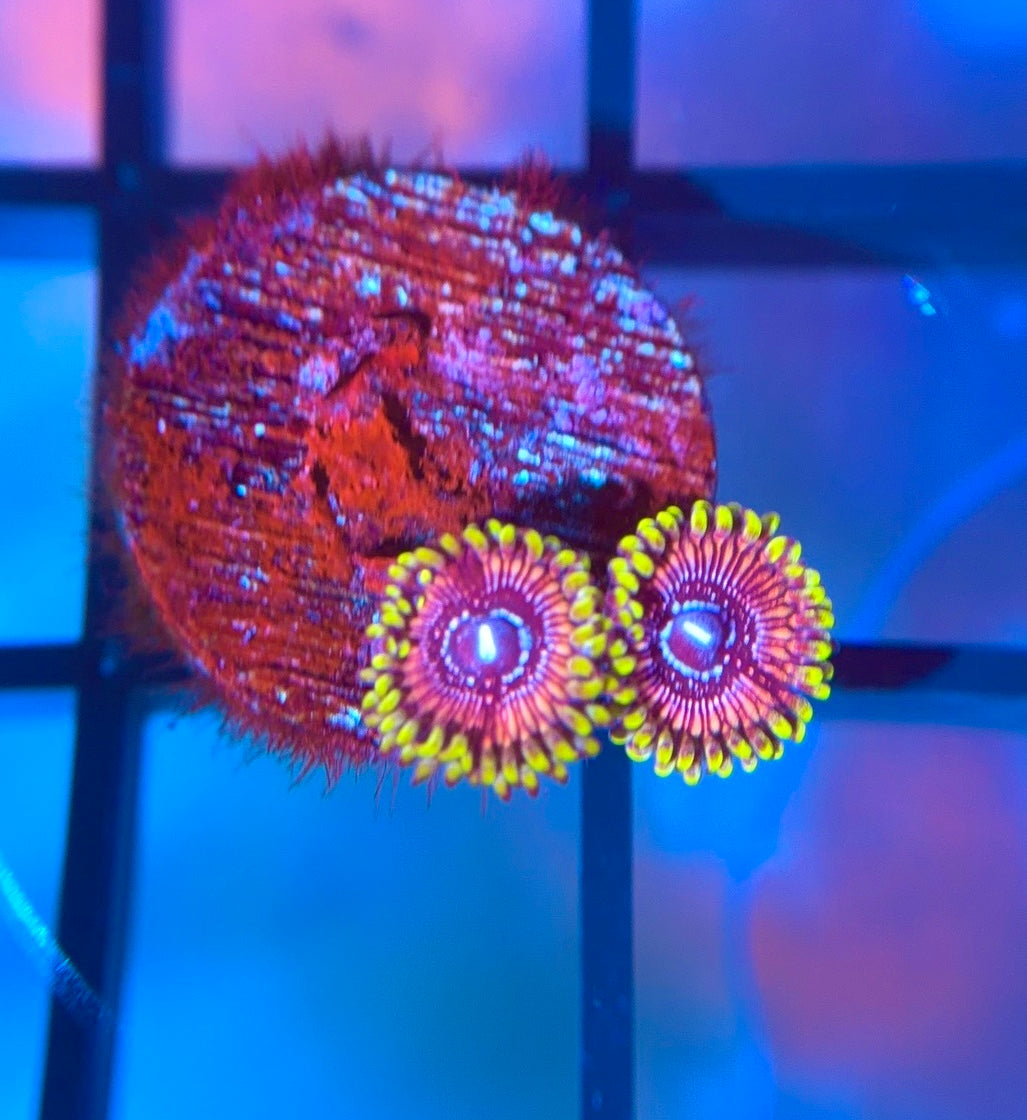 WWC Black Orchid Zoas