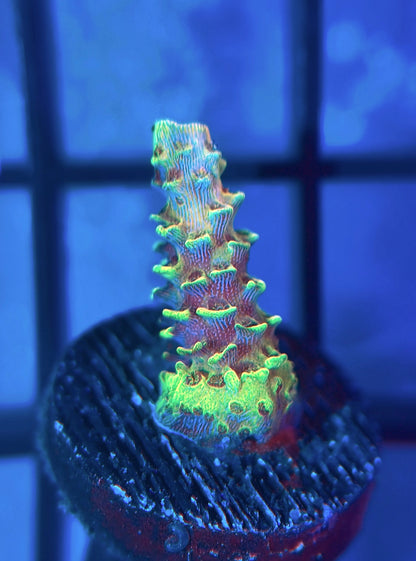 RRC Rainbow Splice Mille