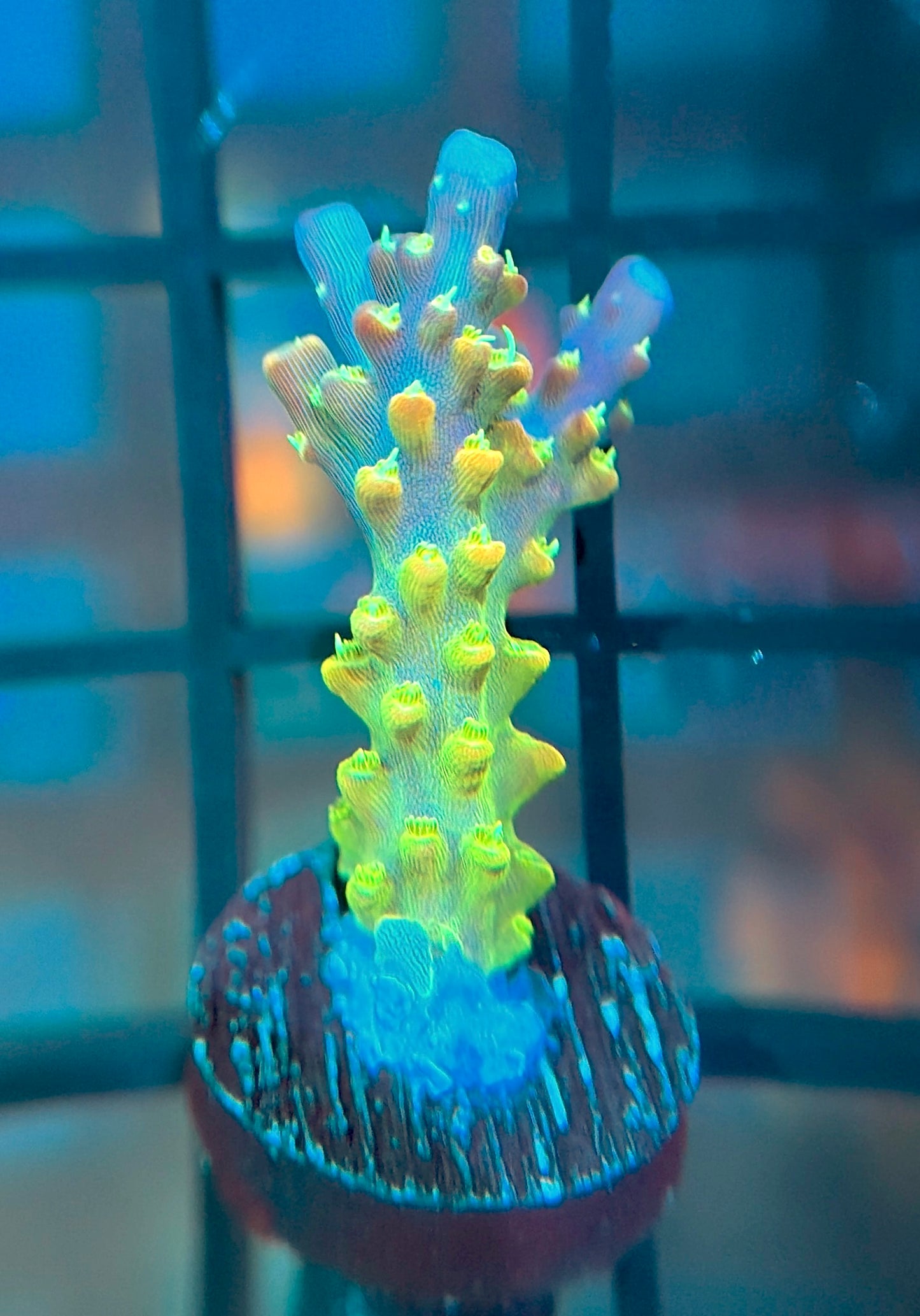 RR Rainbow Loom