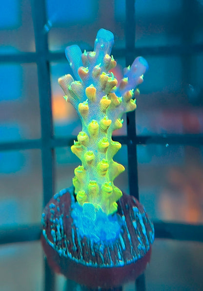 RR Rainbow Loom