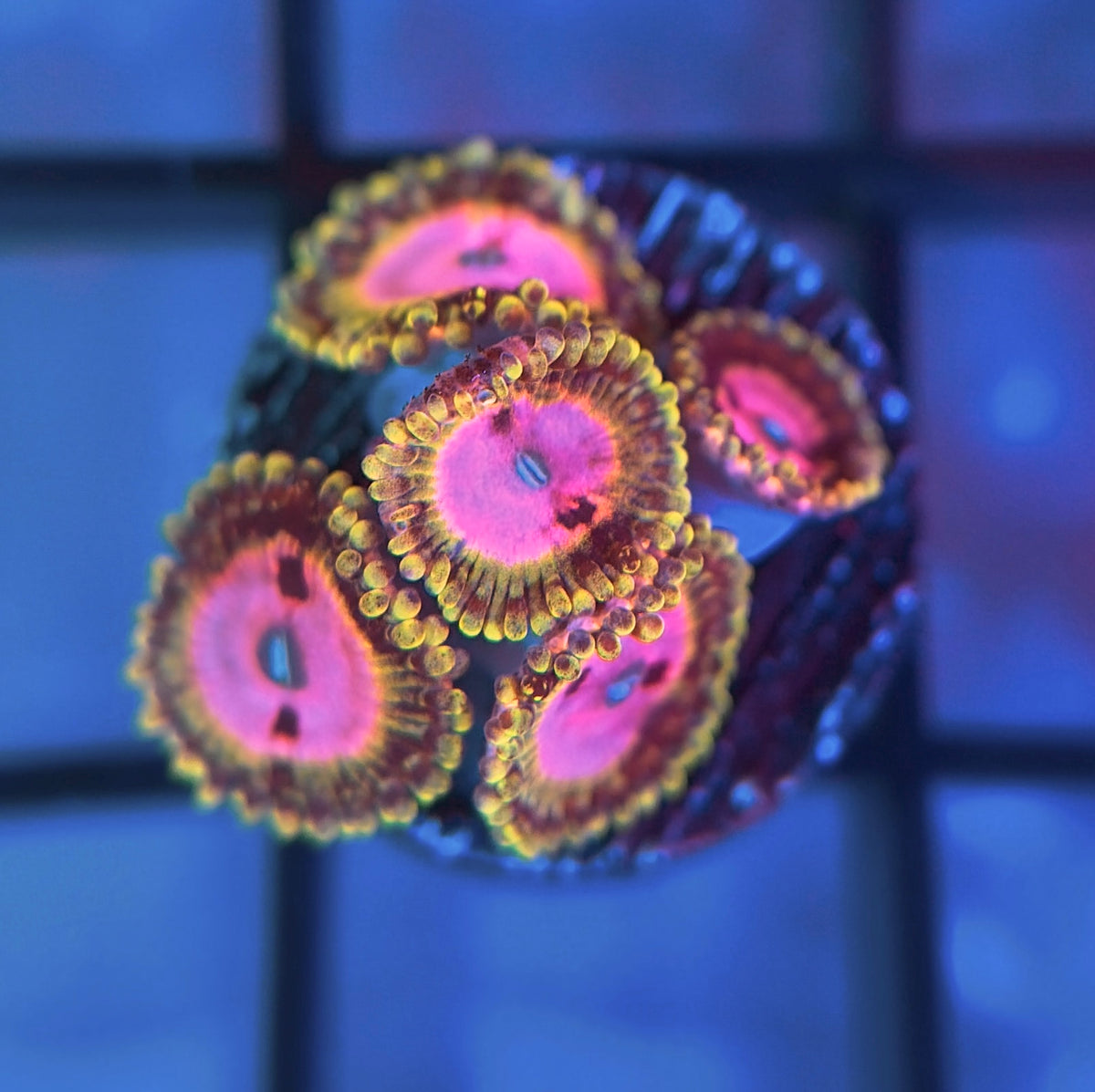 Pink Diamond Zoas