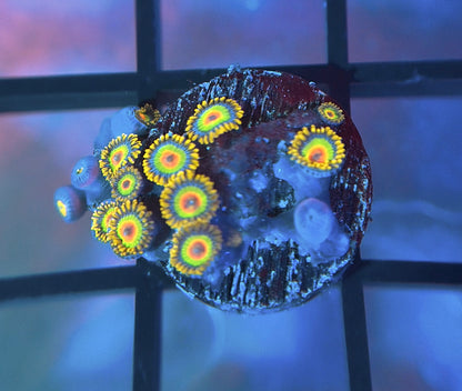 Rasta Zoas