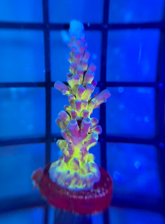 Cali Tort Acropora