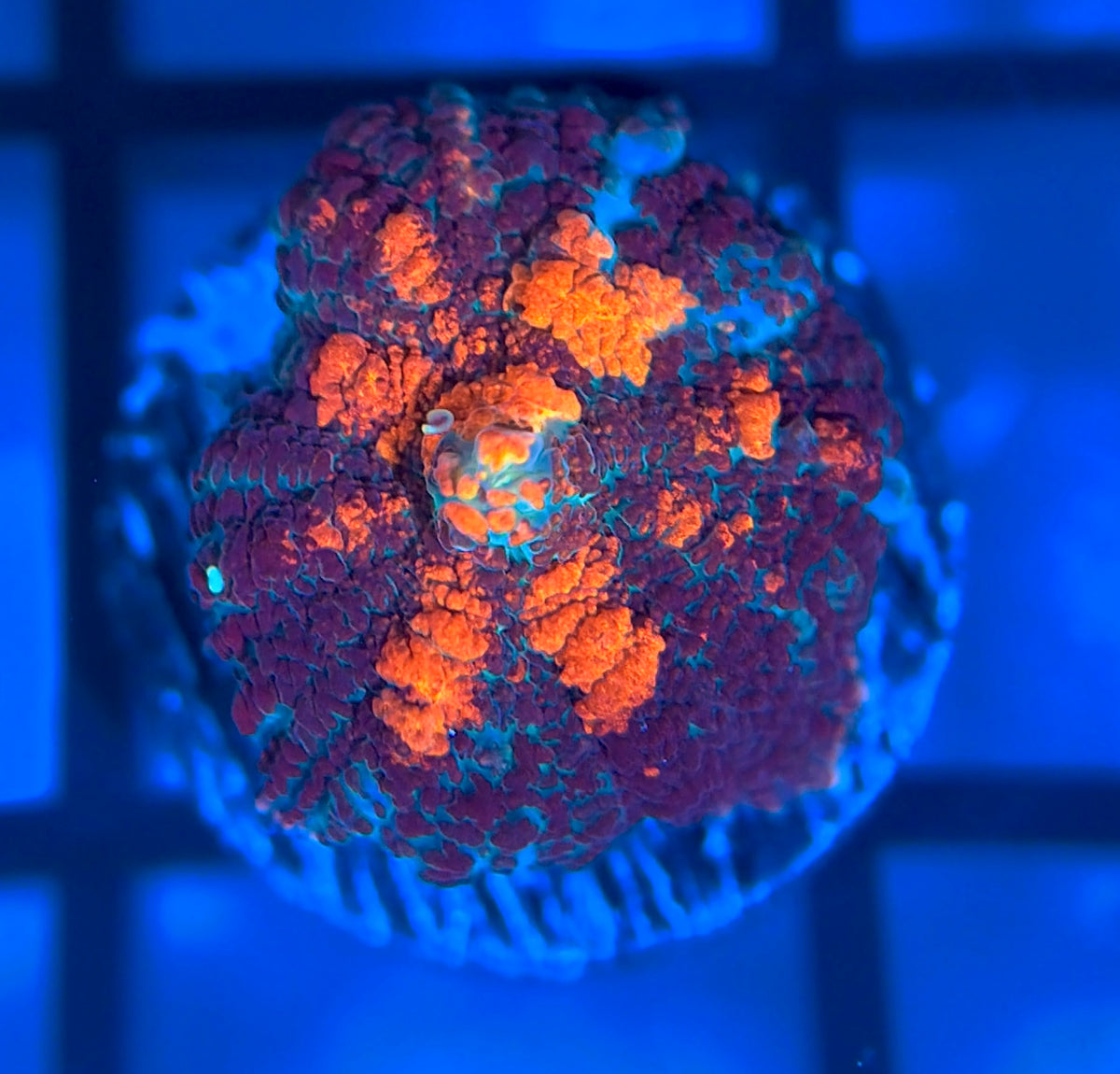 Powerball Bounce Mushroom
