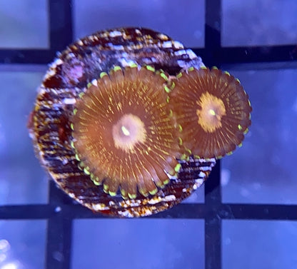 Queen Krakatoa Zoas