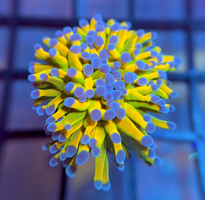 OG ASD Holy Grail Torch