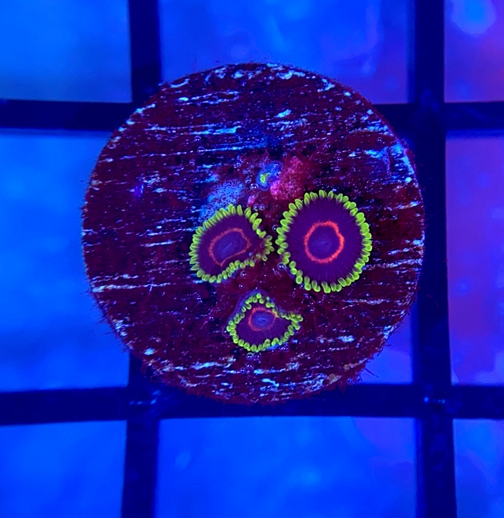 WWC Purple Heart Zoas