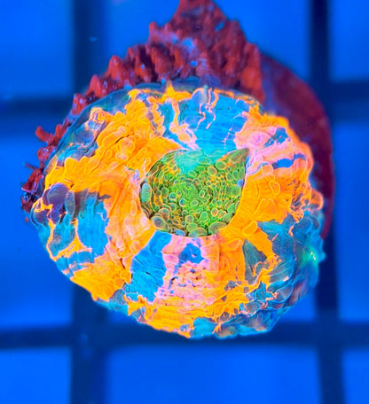 Acid Trip Echinata