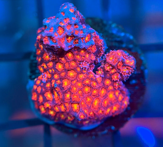 WWC Fruit Loops Micro Goni