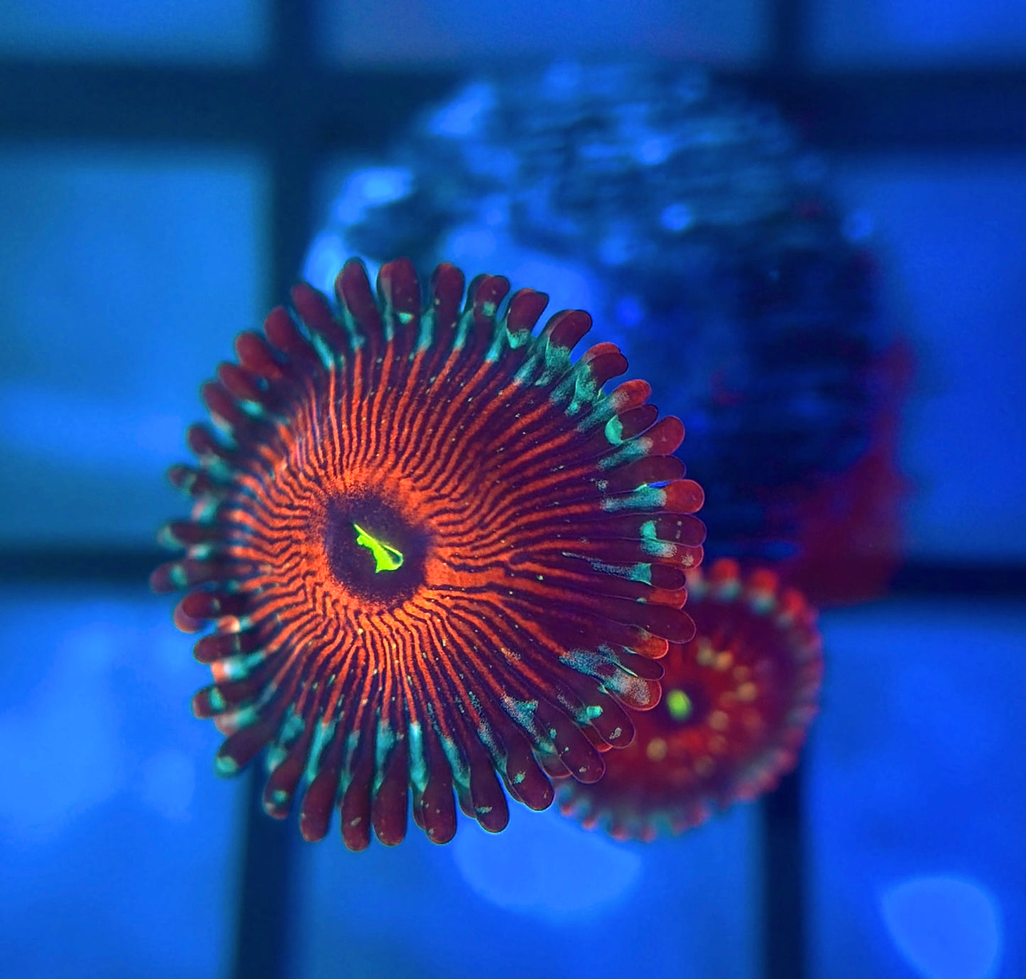 Salted Agave Zoas