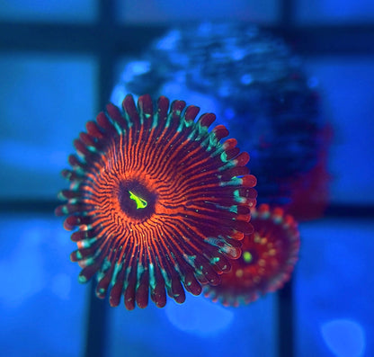 Salted Agave Zoas
