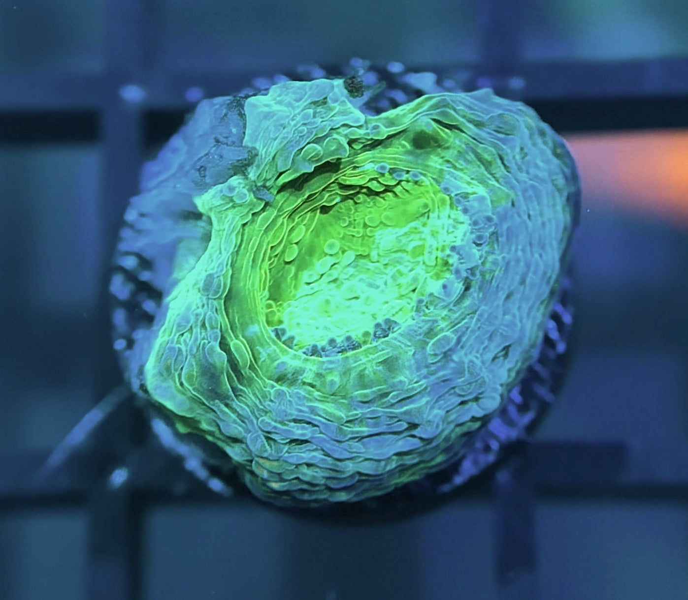 RRG Monsters Inc. Acan Echinata