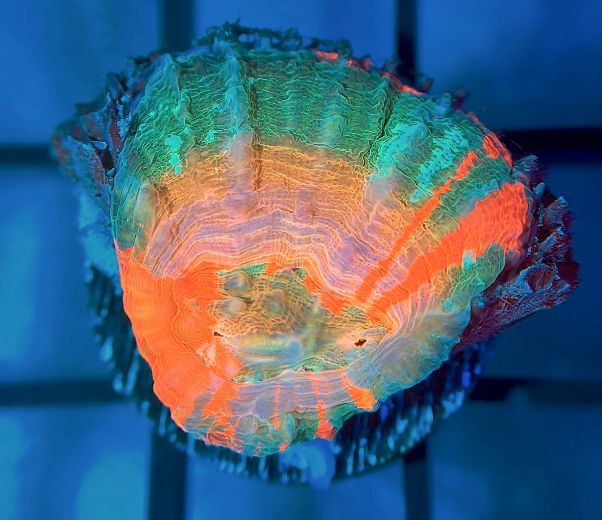 Aquacultured Master Scolymia