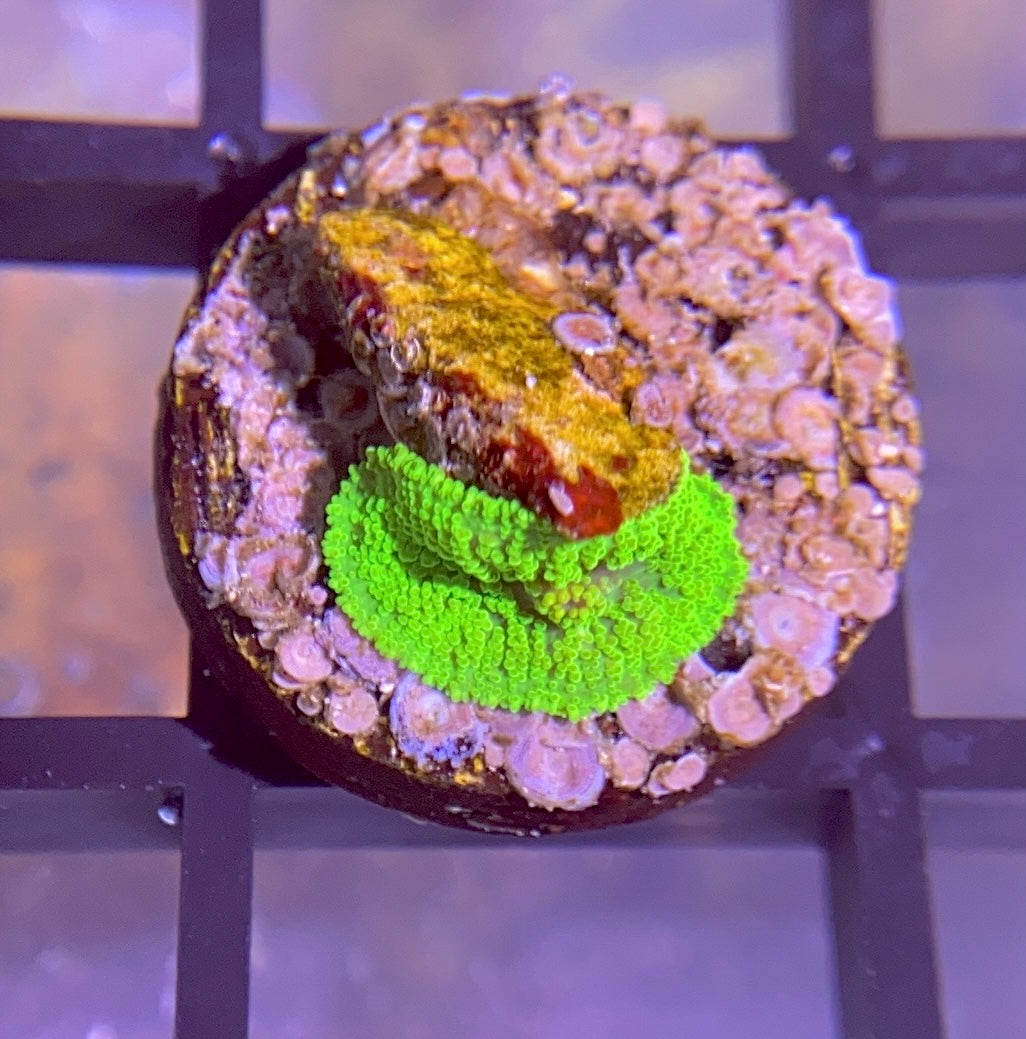 Neon Green Rhodactis