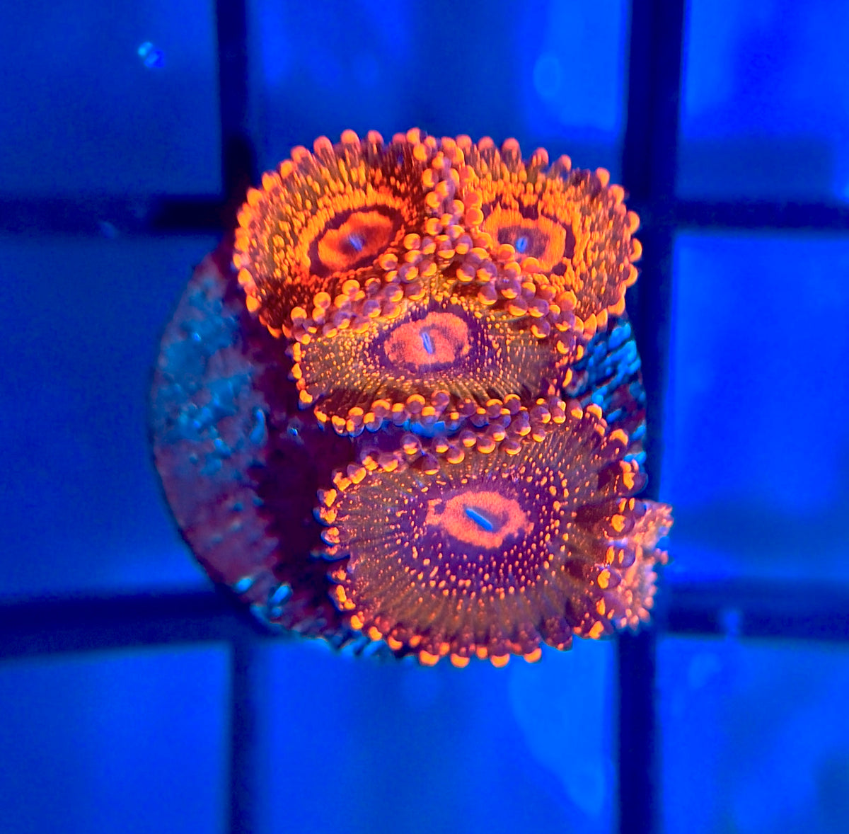 JF Azz Krak Zoas