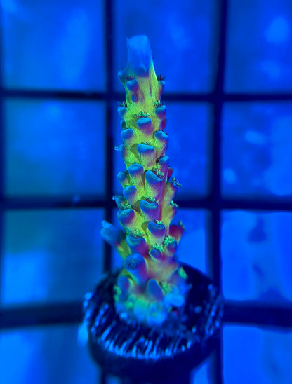 Cali Tort Acropora