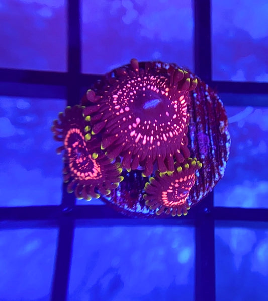 WWC Taser Zoas