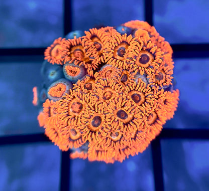 Orange Oxide Zoas