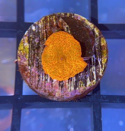 RRG Paint Splatter Jawbreaker