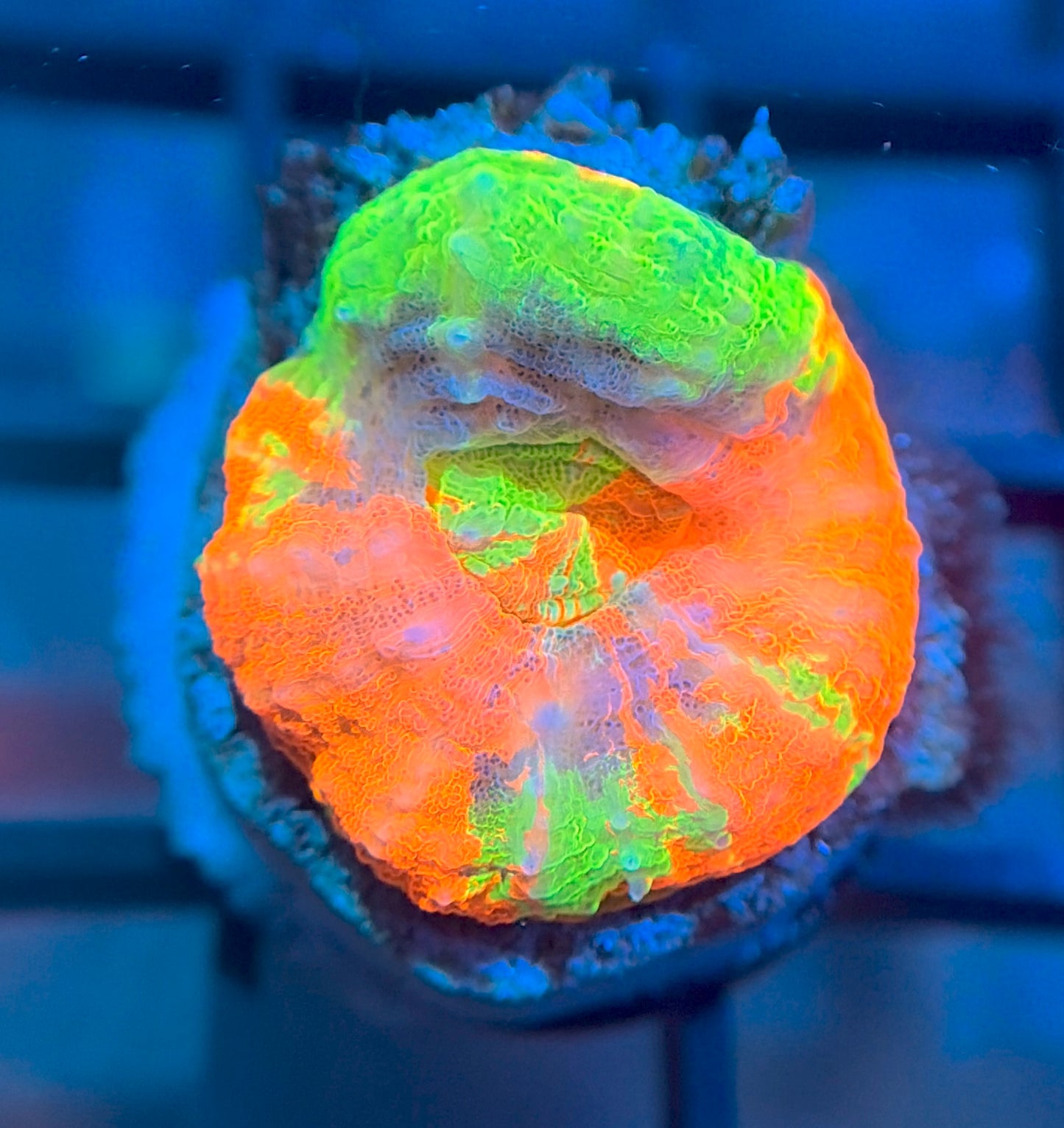 Aquacultured Master Scolymia