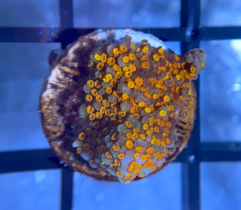 Rainbow Montipora