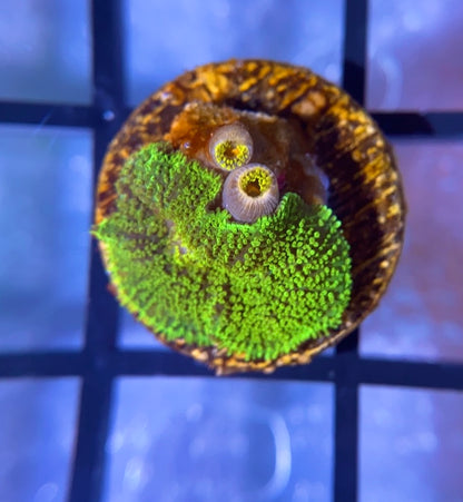Neon Green Rhodactis