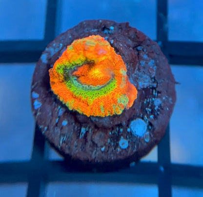 ECC Rainbow Road Micromussa