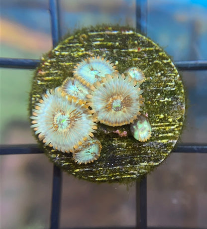 Seduction Zoas
